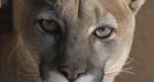 Cougar stalking Metro Vancouver farms
