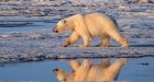 Polar bear swam for 9 days straight looking for ice