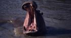 Two Vancouver men sell rare hippo footage to National Geographic