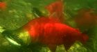 Wild salmon sea lice linked to B.C. fish farms