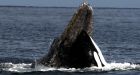 Orcas feast on baby grey whales