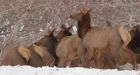 Marauding elk ravage B.C. farm