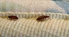 Bedbugs force athletes from Canada Games dorm