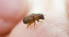 600 workers fight pine beetles in Alta. forests