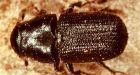 Mountain pine beetle jeopardizing Alberta's trees