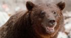 Human activity creates 'refuge' for prey: study