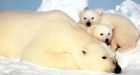 Trade group sues over polar bear critical habitat