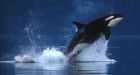 Killer whales hunt in silent 'stealth mode'