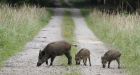 Germany's radioactive boars a legacy of Chernobyl