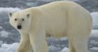 Quebec hunters kill 12 times more polar bears