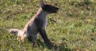 Red and Arctic foxes clash in Russia