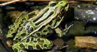 100s of frogs brave N.B. highway crossing