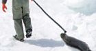 Aglukkaq blasts Liberals' seal hunt stance