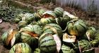 Growth chemicals blamed for exploding Chinese melons
