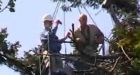 Eaglet cut free in rescue operation