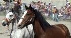 Horse herpes outbreak behind rodeo cancellations