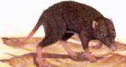 Earliest mammals sniffed their way to smarts