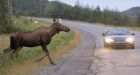 FAQs: Moose collisions