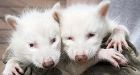 Rare albino raccoons found in Toronto