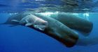 Sperm whale 'dialects' linked to distinct cultures