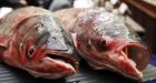 Illinois outlines $7M Great Lakes asian carp plan