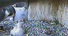 Four chicks hatched by Winnipeg falcons
