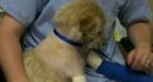 Dog crawls home on two broken legs from tornado