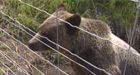 B.C. grizzly on the lam for love