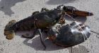 Behemoth lobster named 'Tiny' caught in Bay of Fundy