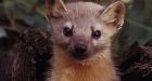 Dead weasel at centre of alleged assault