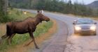 Growing moose population endangers Nfld. drivers
