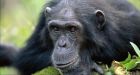 Spitting and urinating chimps 'replay Aesop's fable'