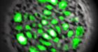 Laser is produced by a living cell