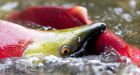 Household chemicals may be harming B.C. salmon: inquiry