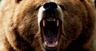 Dogs may have saved man 'munched' by grizzly