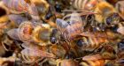 Super Bees Could Save Us From A Food Crisis
