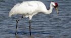 Oilsands may threaten whooping cranes' survival