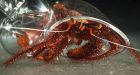 Glass of his own: Howard the hairy hermit crab shows off his custom-made shell