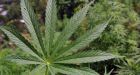 Study to explore link between marijuana use and car crashes
