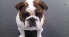Pair allegedly stole dogs, adopted out as 'rescue' pets