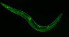 Worms in space: worms show life goes on in orbit | CTV News