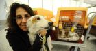 Indian stray and offspring arrive at Pearson