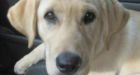 Dog Rescues Kittens