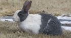 Canmore rabbits: Could they live to hop again? 
