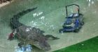 Crocodile snatches lawnmower from Aussie park worker