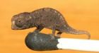 World's Tiniest Chameleon Discovered