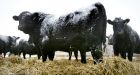 PETA wants Manitoba roadside memorial for dead cows