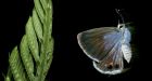 Threatened butterfly vanishes from Florida refuge