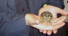 Twice stolen tortoise recovered � again