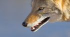 Coyote attacks teenager in Cape Breton